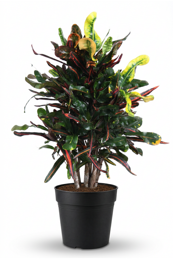 Codiaeum Mammi vertakt P24