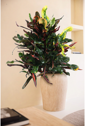 Codiaeum Mammi vertakt P24