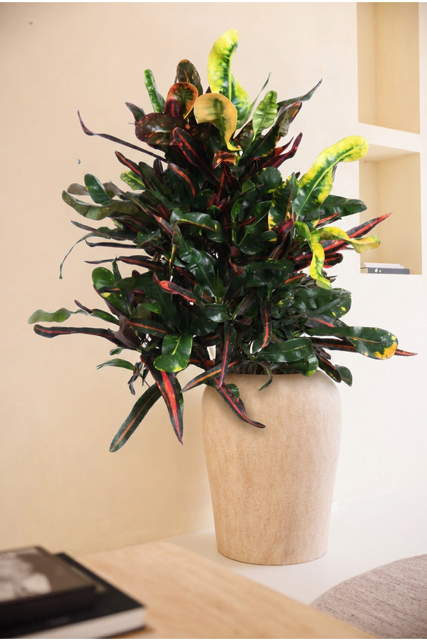 Codiaeum Mammi vertakt P24
