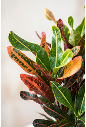 Codiaeum Mammi vertakt P24