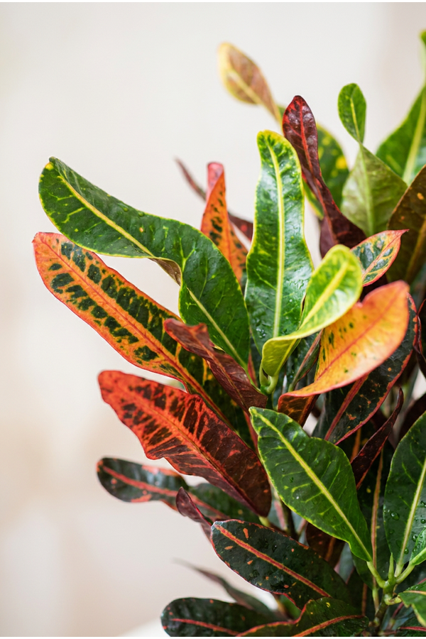 Codiaeum Mammi vertakt P24