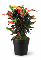 Codiaeum Mammi vertakt P21