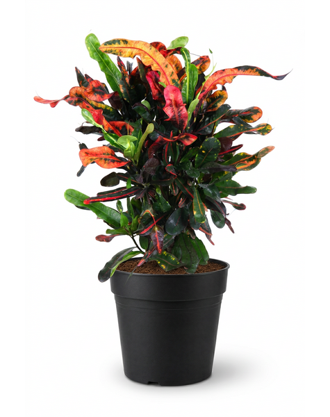 Codiaeum Mammi vertakt P21