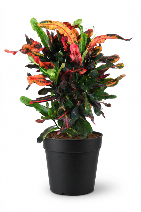 Codiaeum Mammi vertakt P21
