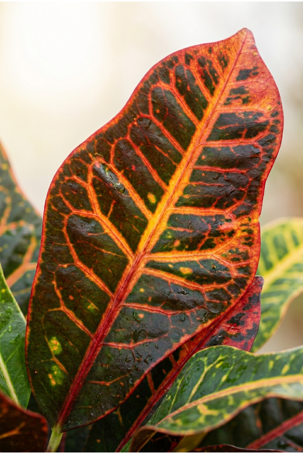 Codiaeum Mammi vertakt P21