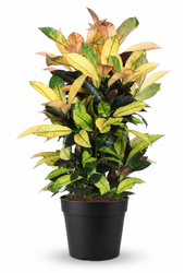 Codiaeum Mrs Iceton vertakt P27