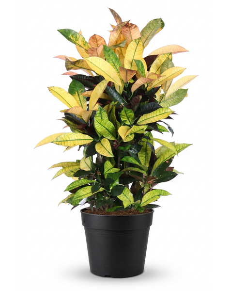 Codiaeum Mrs Iceton vertakt P27