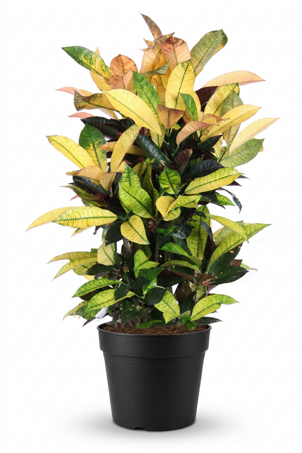 Codiaeum Mrs Iceton vertakt P27