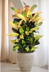 Codiaeum Mrs Iceton vertakt P27