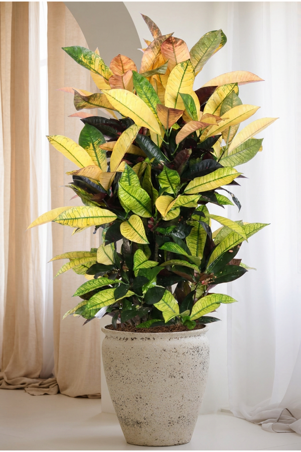 Codiaeum Mrs Iceton vertakt P27