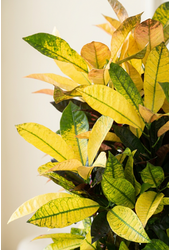 Codiaeum Mrs Iceton vertakt P27