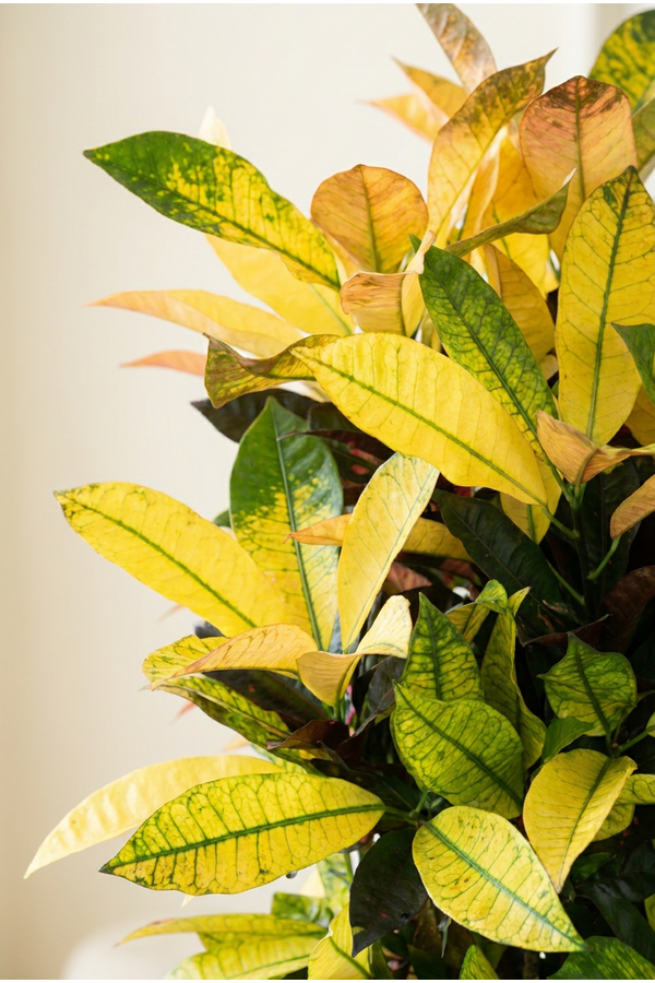 Codiaeum Mrs Iceton vertakt P27