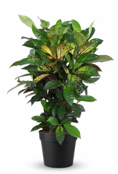 Codiaeum Mrs Iceton vertakt P24 (groen)