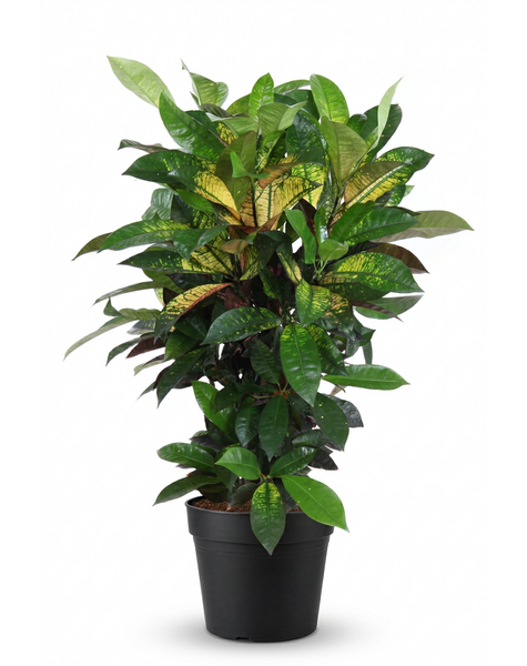 Codiaeum Mrs Iceton vertakt P24 (groen)