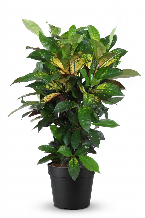 Codiaeum Mrs Iceton vertakt P24 (groen)