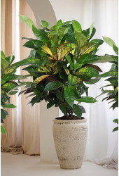 Codiaeum Mrs Iceton vertakt P24 (groen)