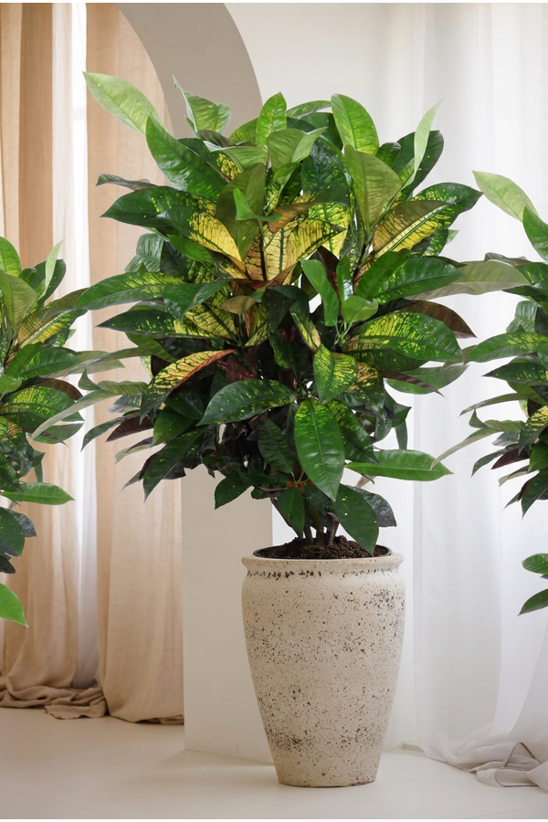Codiaeum Mrs Iceton vertakt P24 (groen)