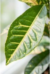 Codiaeum Mrs Iceton vertakt P24 (groen)