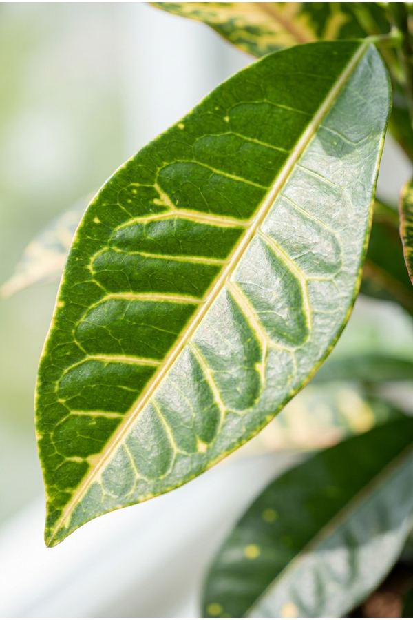 Codiaeum Mrs Iceton vertakt P24 (groen)