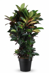 Codiaeum Mrs Iceton vertakt P27 (groen)