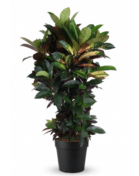 Codiaeum Mrs Iceton vertakt P27 (groen)