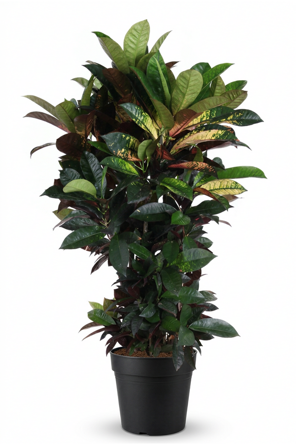 Codiaeum Mrs Iceton vertakt P27 (groen)