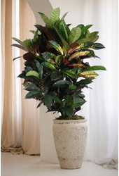 Codiaeum Mrs Iceton vertakt P27 (groen)