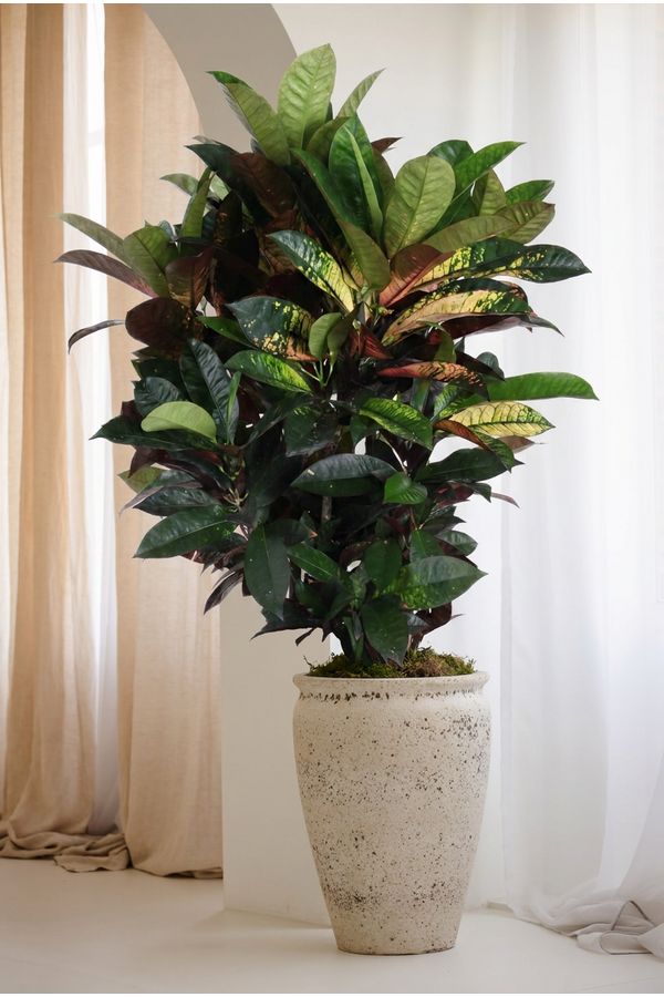 Codiaeum Mrs Iceton vertakt P27 (groen)