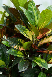 Codiaeum Mrs Iceton vertakt P27 (groen)