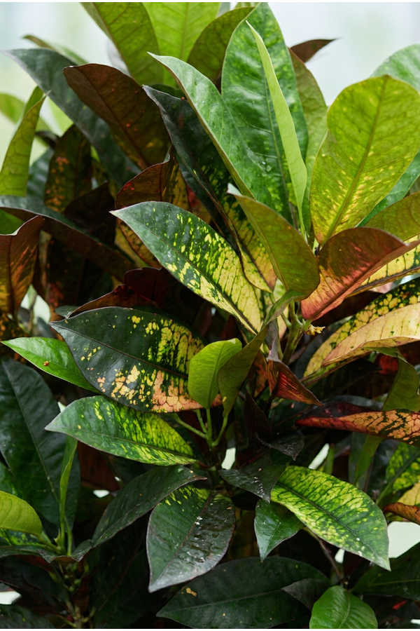 Codiaeum Mrs Iceton vertakt P27 (groen)