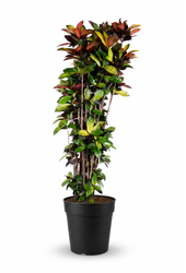 Codiaeum Mrs Iceton vertakt P48