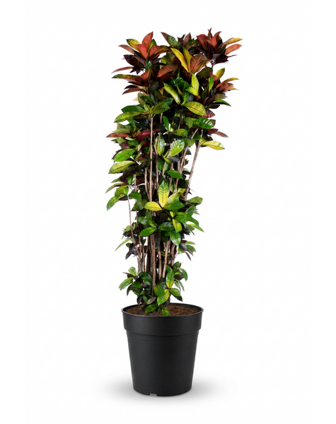 Codiaeum Mrs Iceton vertakt P48