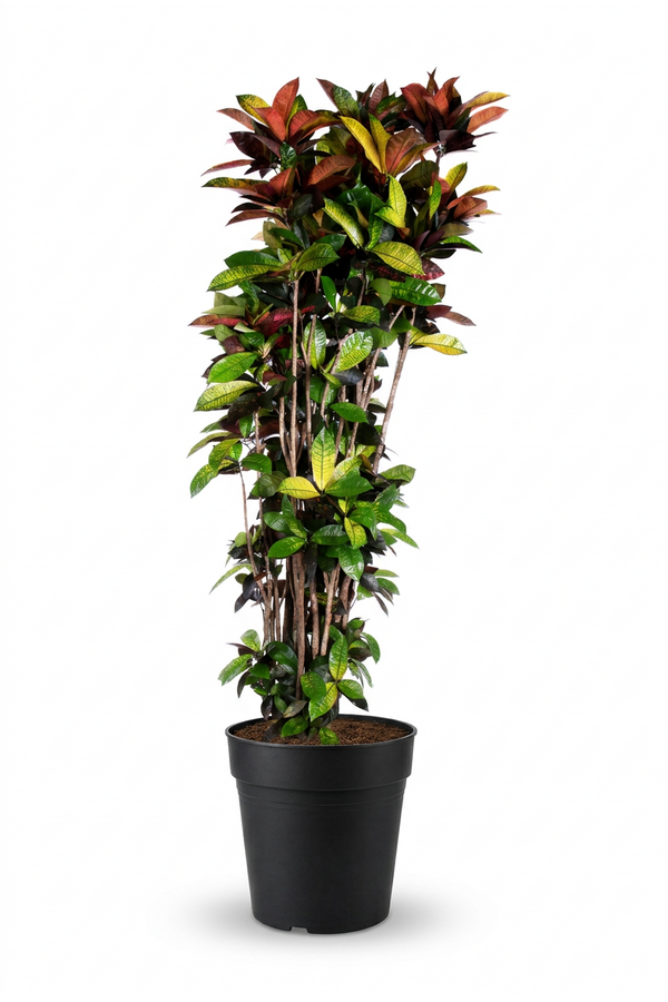Codiaeum Mrs Iceton vertakt P48