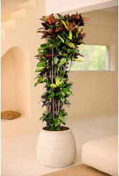 Codiaeum Mrs Iceton vertakt P48