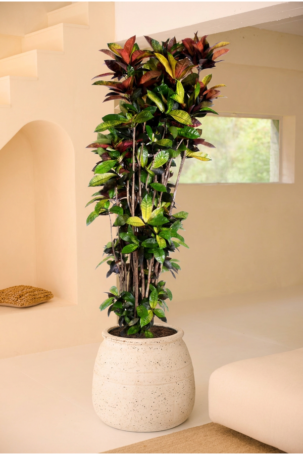 Codiaeum Mrs Iceton vertakt P48