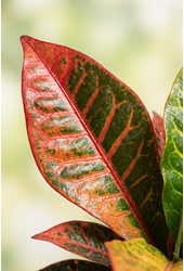 Codiaeum Mrs Iceton vertakt P48