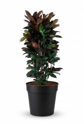 Codiaeum Mrs Iceton vertakt P31 (groen)