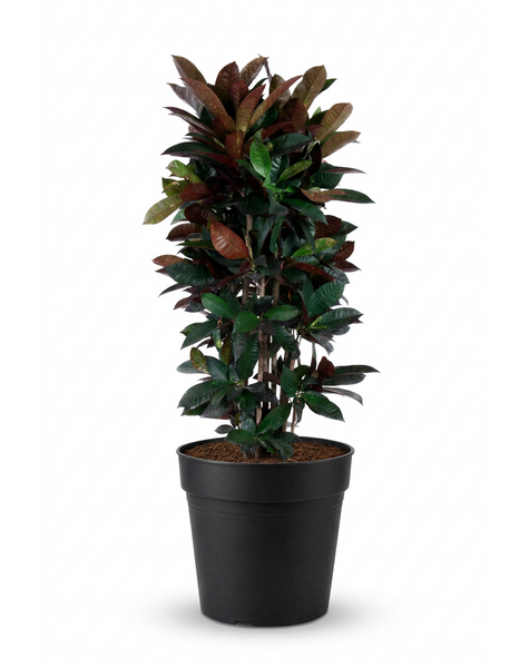 Codiaeum Mrs Iceton vertakt P31 (groen)