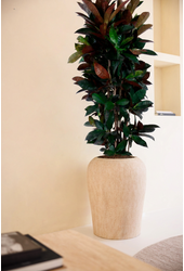 Codiaeum Mrs Iceton vertakt P31 (groen)