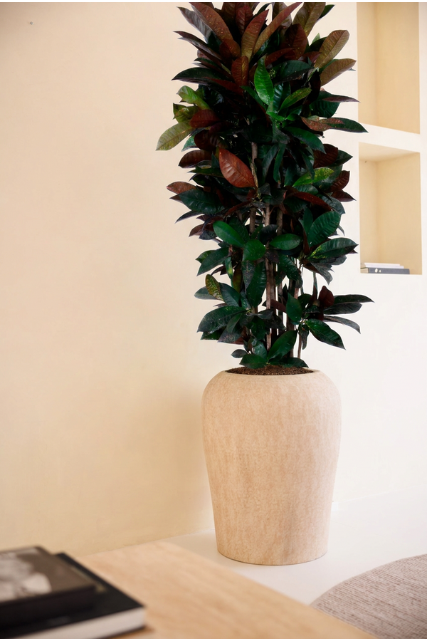 Codiaeum Mrs Iceton vertakt P31 (groen)
