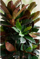 Codiaeum Mrs Iceton vertakt P31 (groen)