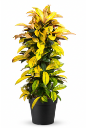 Codiaeum Mrs Iceton vertakt P31