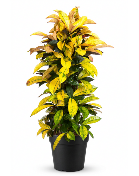 Codiaeum Mrs Iceton vertakt P31