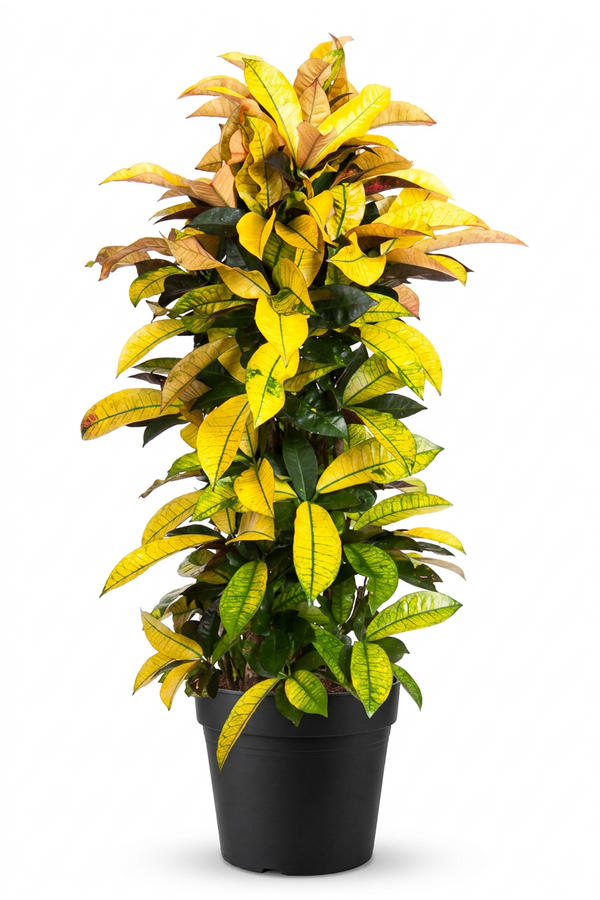 Codiaeum Mrs Iceton vertakt P31