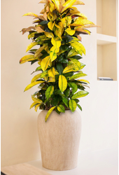 Codiaeum Mrs Iceton vertakt P31