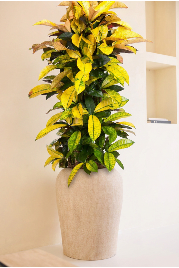Codiaeum Mrs Iceton vertakt P31