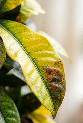 Codiaeum Mrs Iceton vertakt P31