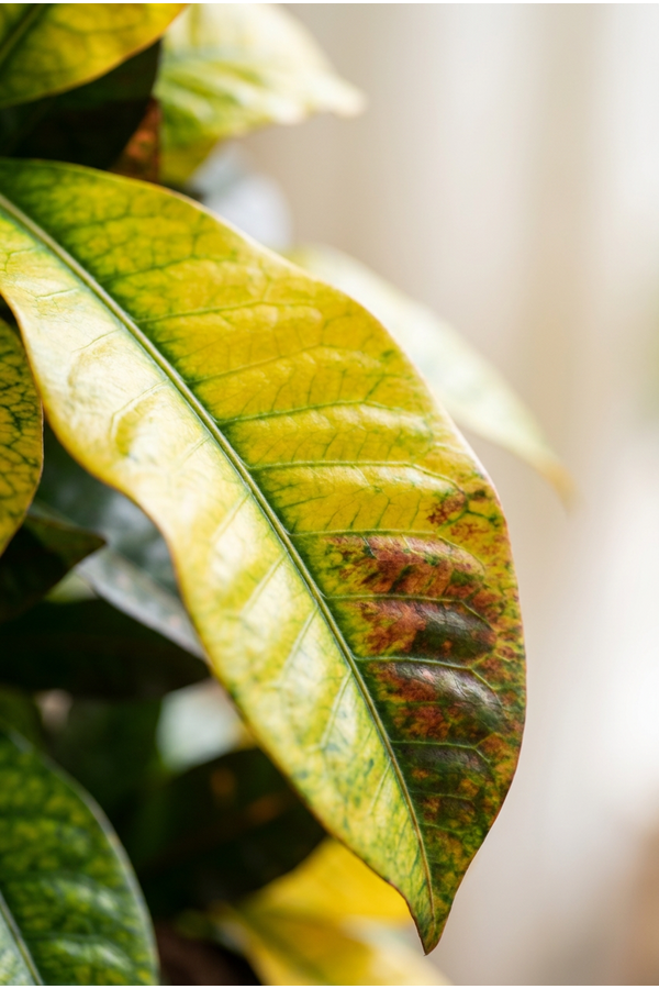 Codiaeum Mrs Iceton vertakt P31