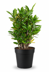 Codiaeum Sunny Star vertakt P21