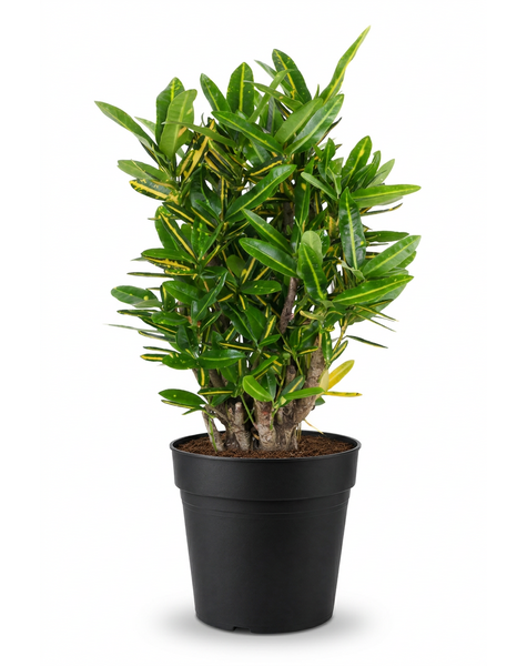 Codiaeum Sunny Star vertakt P21
